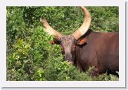 08AkageraAllDayGameDrive - 120 * Longhorned Ankole Cattle.